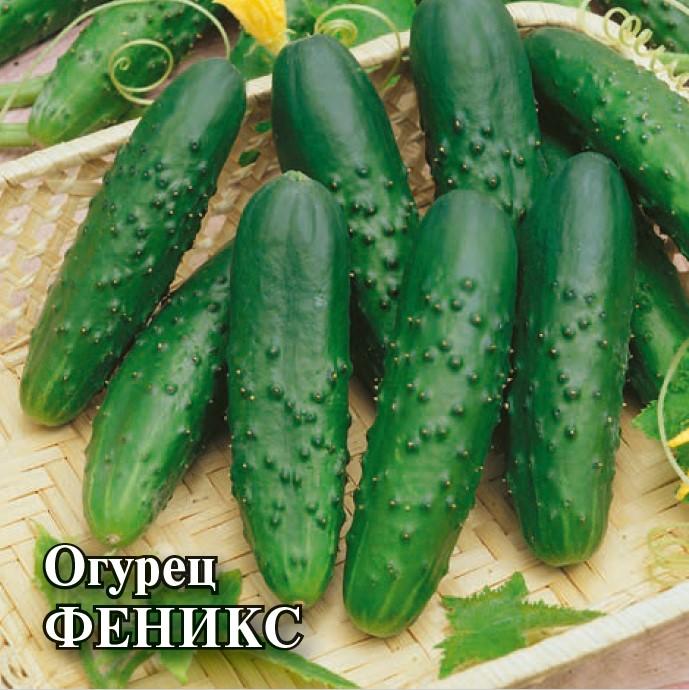 Феникс сорт огурцов фото