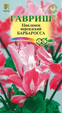 Цикламен персидский Барбаросса, 3шт