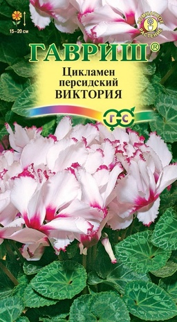Цикламен персидский Виктория, 3шт