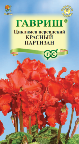 Цикламен персидский Красный партизан, 3шт