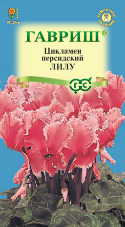 Цикламен персидский Лилу, 3шт