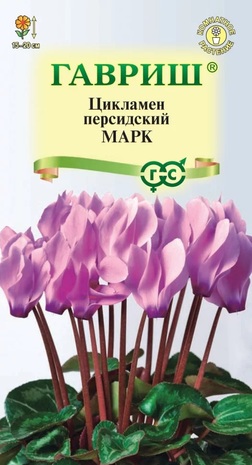 Цикламен персидский Марк, 3шт