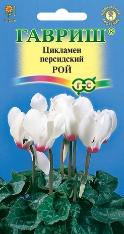Цикламен персидский Рой, 3шт