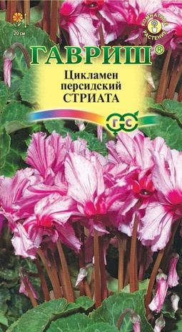 Цикламен персидский Стриата, 3шт