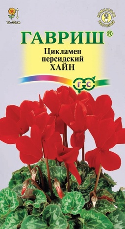Цикламен персидский Хайн, 3шт