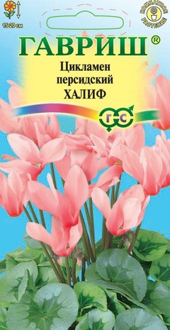 Цикламен персидский Халиф, 3шт