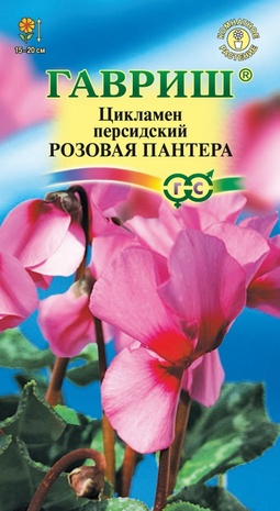 Цикламен персидский Розовая пантера, 3шт