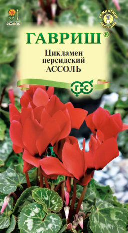 Цикламен персидский Ассоль, 3шт