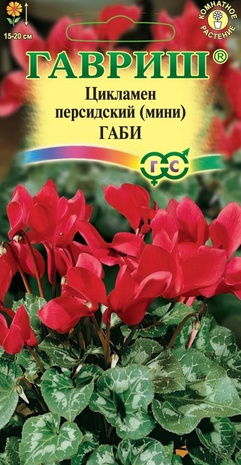 Цикламен персидский Габи, 3шт