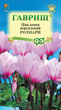 Цикламен персидский Розмари, 3шт