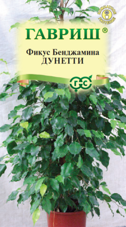 Фикус Бенджамина Дунетти* 0,01 г.