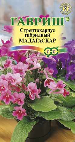 Стрептокарпус гибридный Мадагаскар, смесь 5 шт. Н11