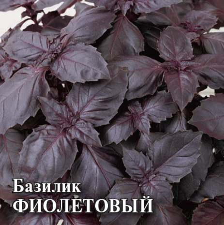 Базилик Фиолетовый 50,0 г