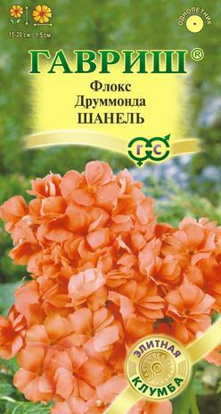 Флокс Друммонда Шанель, 8шт. сер. Элитная клумба Н11