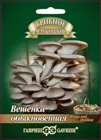 Вешенка Обыкновенная