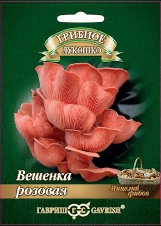 Вешенка Розовая