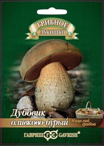 Дубовик оливково-бурый 