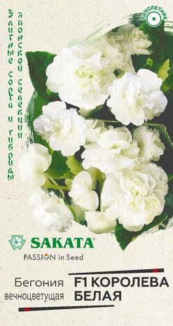 Бегония Королева белая F1  4 шт. пробирка, серия Саката Н20 Бегония Королева белая F1  4 шт. пробирка, серия Саката Н20