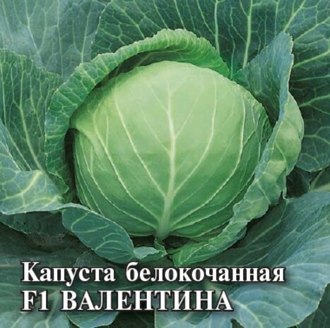 Капуста белокоч. Валентина F1 10,0 г для хранения Капуста белокоч. Валентина F1 10,0 г для хранения