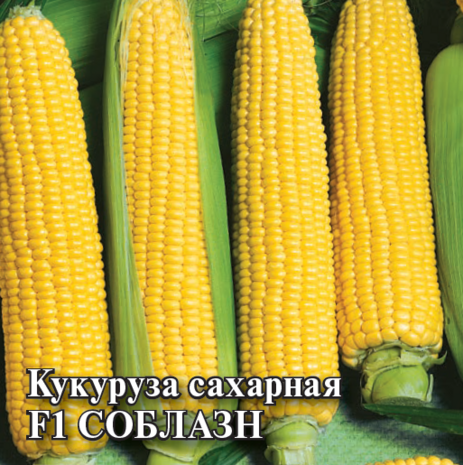 Кукуруза сахарная Соблазн F1 100,0 г