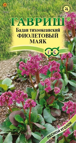 Бадан тихоокеанский Фиолетовый маяк 0,01 г Н22