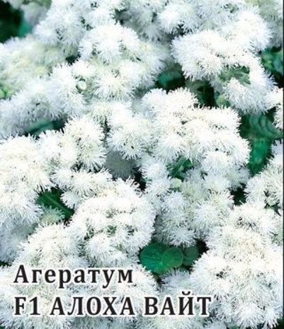 Агератум Алоха Вайт F1 100 шт.вкладыш сер. Профи 