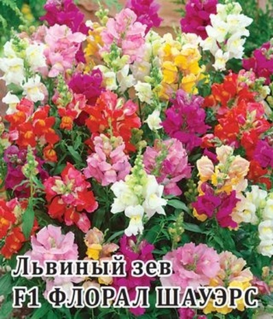 Антирринум (Львиный зев) Флорал Шауэрс F1 100 шт.* сер. Профи   Антирринум (Львиный зев) Флорал Шауэрс F1 100 шт.* сер. Профи