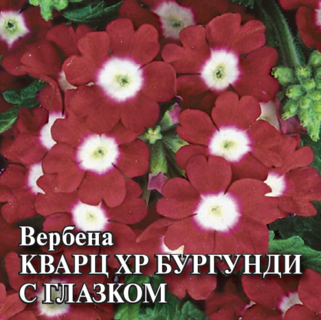 Вербена Кварц- XP Бургунди с глазком, гибридная 100  шт.* сер. Профи  Вербена Кварц- XP Бургунди с глазком, гибридная 100  шт.* сер. Профи