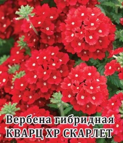 Вербена Кварц- XP Скарлет, гибридная  100 шт.* сер. Профи 