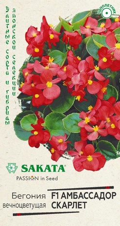 Бегония Амбассадор Скарлет F1 вечноцв. 4 шт. пробирка Саката серия Элитная клумба  Бегония Амбассадор Скарлет F1 вечноцв. 4 шт. пробирка Саката серия Элитная клумба