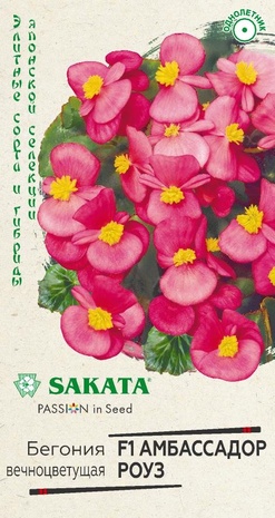 Бегония Амбассадор Роуз F1 вечноцв. 4 шт. гранул. пробирка Саката серия Элитная клумба Н21 Бегония Амбассадор Роуз F1 вечноцв. 4 шт. гранул. пробирка Саката серия Элитная клумба Н21