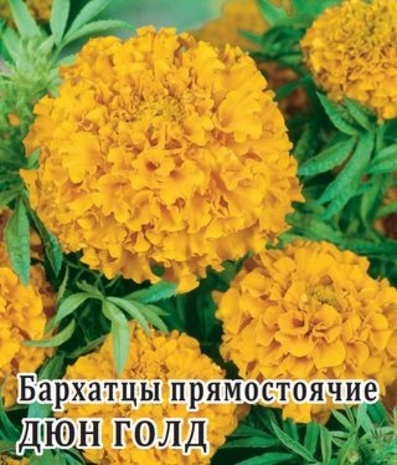 Бархатцы пр. Дюн Голд (Тагетес) 100 шт.* сер. Профи  Бархатцы пр. Дюн Голд (Тагетес) 100 шт.* сер. Профи