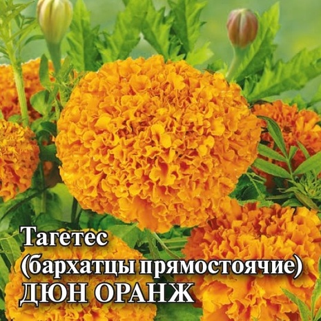 Бархатцы пр. Дюн Оранж (Тагетес) 100 шт.* сер. Профи  Бархатцы пр. Дюн Оранж (Тагетес) 100 шт.* сер. Профи