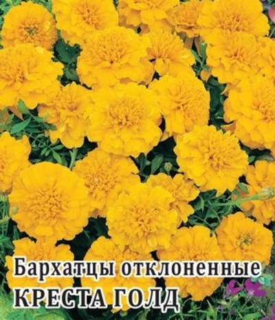 Бархатцы откл. Креста Голд (Тагетес) 100 шт.*  сер. Профи  Бархатцы откл. Креста Голд (Тагетес) 100 шт.*  сер. Профи