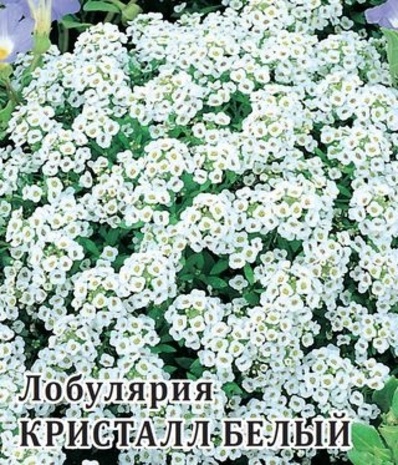 Лобулярия Кристалл Белый 100 шт.* сер. Профи  