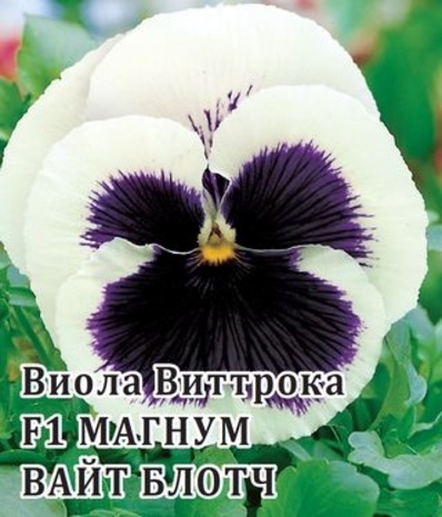 Виола Магнум Вайт Блотч F1, Виттрока  100 шт.* сер. Профи 