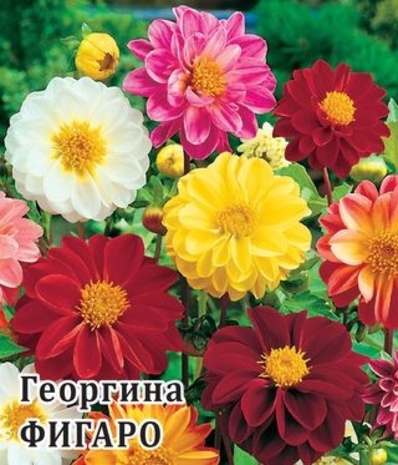 Георгина Фигаро 100 шт.* сер. Профи  