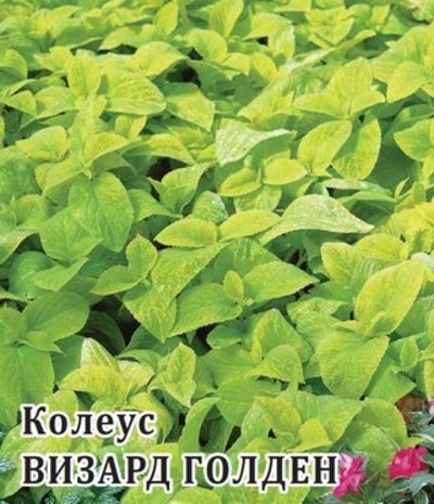 Колеус Визард Голден 100 шт.* сер. Профи  