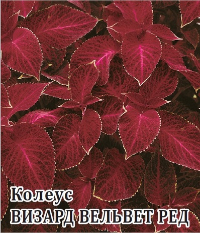 Колеус Визард Вельвет ред* 100 шт. сер. Профи  