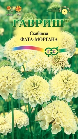 Скабиоза темнопурпурная Фата-моргана махр. 6 шт. Н22