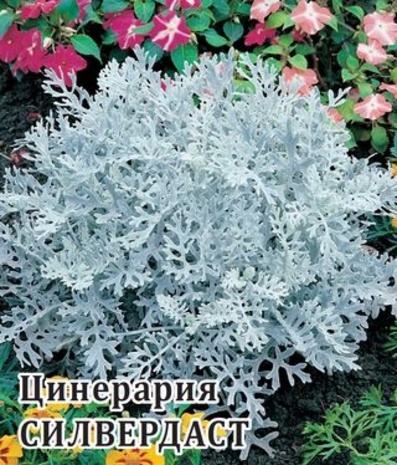 Цинерария Силвердаст (серебристая) 500 шт.* сер. Профи 