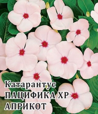 Катарантус Пацифика XP Априкот 100 шт.* сер. Профи  