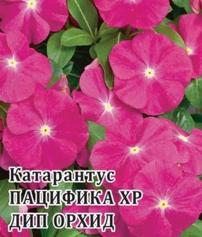 Катарантус Пацифика XP Дип Орхид 100 шт.* сер. Профи  