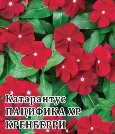 Катарантус Пацифика XP Кренберри 100 шт.* сер. Профи   Катарантус Пацифика XP Кренберри 100 шт.* сер. Профи
