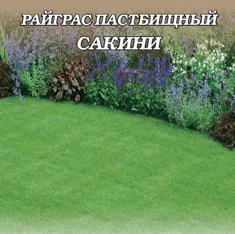 Райграс пастбищный Сакини  0,5 кг Н23