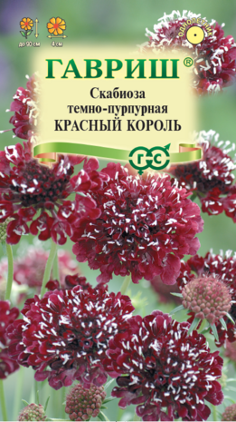 Скабиоза темно-пурпурная Красный король махр. 6 шт. Н22