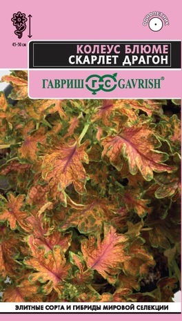 Колеус Блюме Скарлет Драгон* 4 шт. Элитная клумба Н23