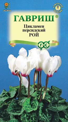 Цикламен персидский Рой, 3шт