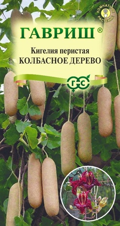 Кигелия Колбасное дерево 3 шт.