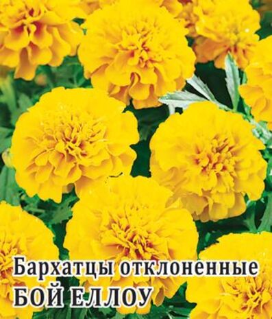 Бархатцы откл. Бой Еллоу  250 шт.